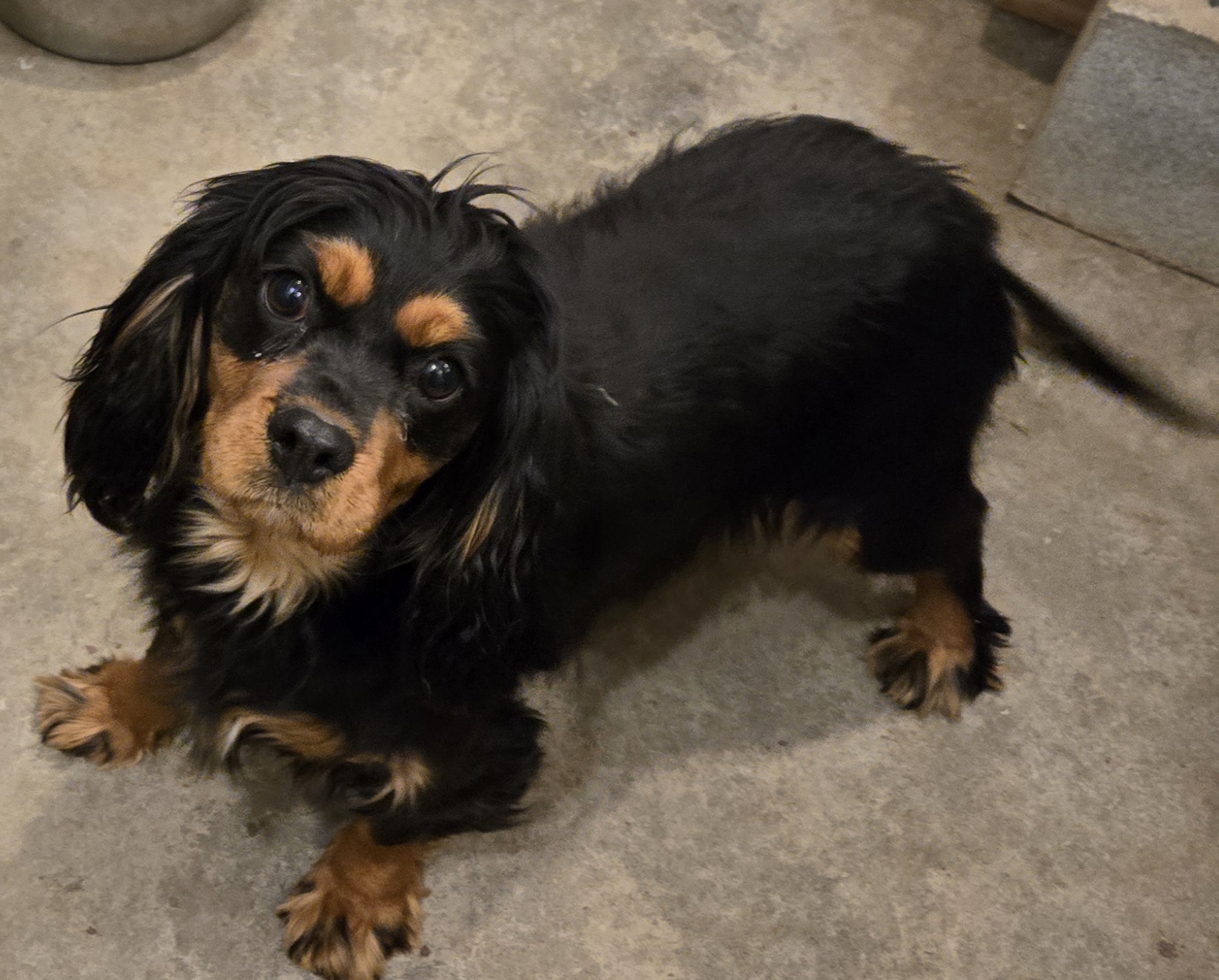 Cavalier and Cavapoo puppies