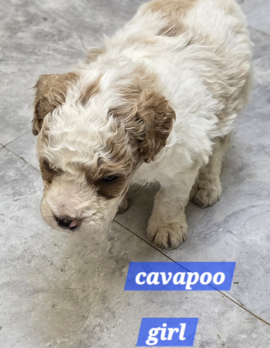 Cavapoo with curly coat sitting indoors