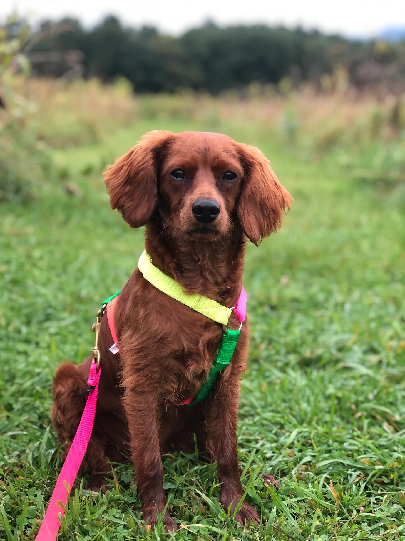 Spaniel mix dog outdoors