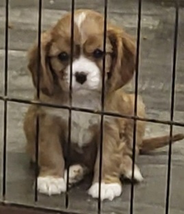 Black & Tan Cavalier