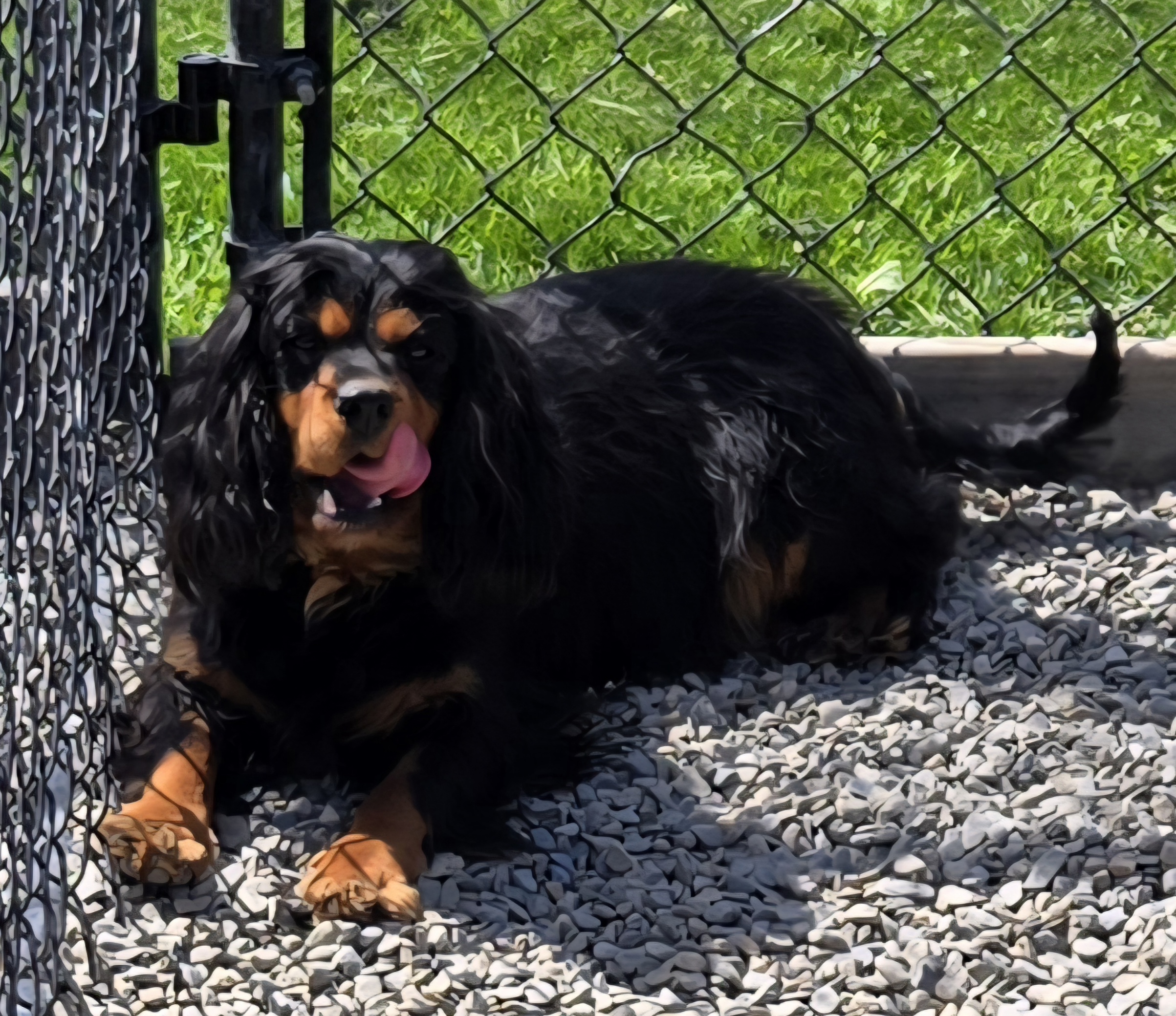 Cavalier from Luvly Acres Cavaliers