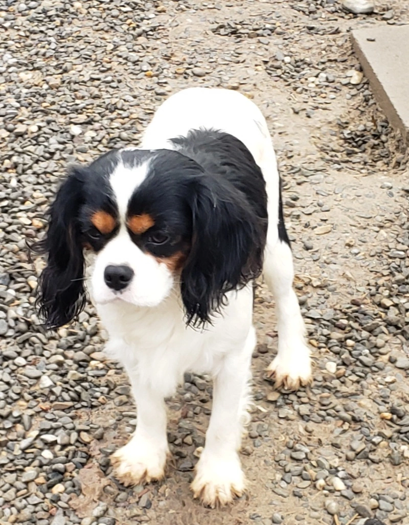 Blenheim Cavalier puppy