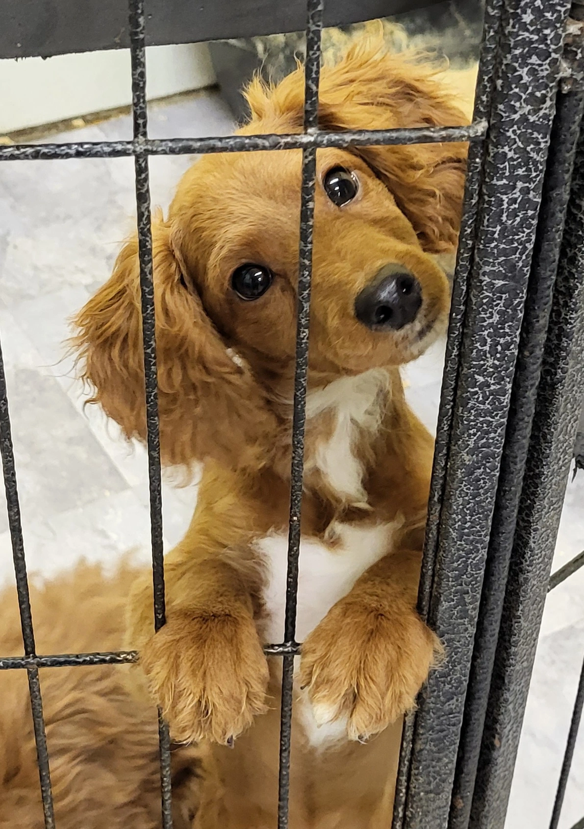 Blenheim Cavalier puppy