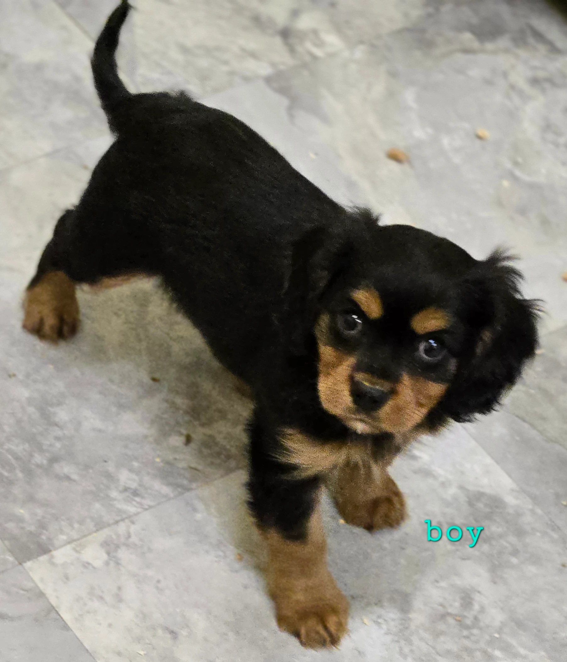 Blenheim Cavalier puppy