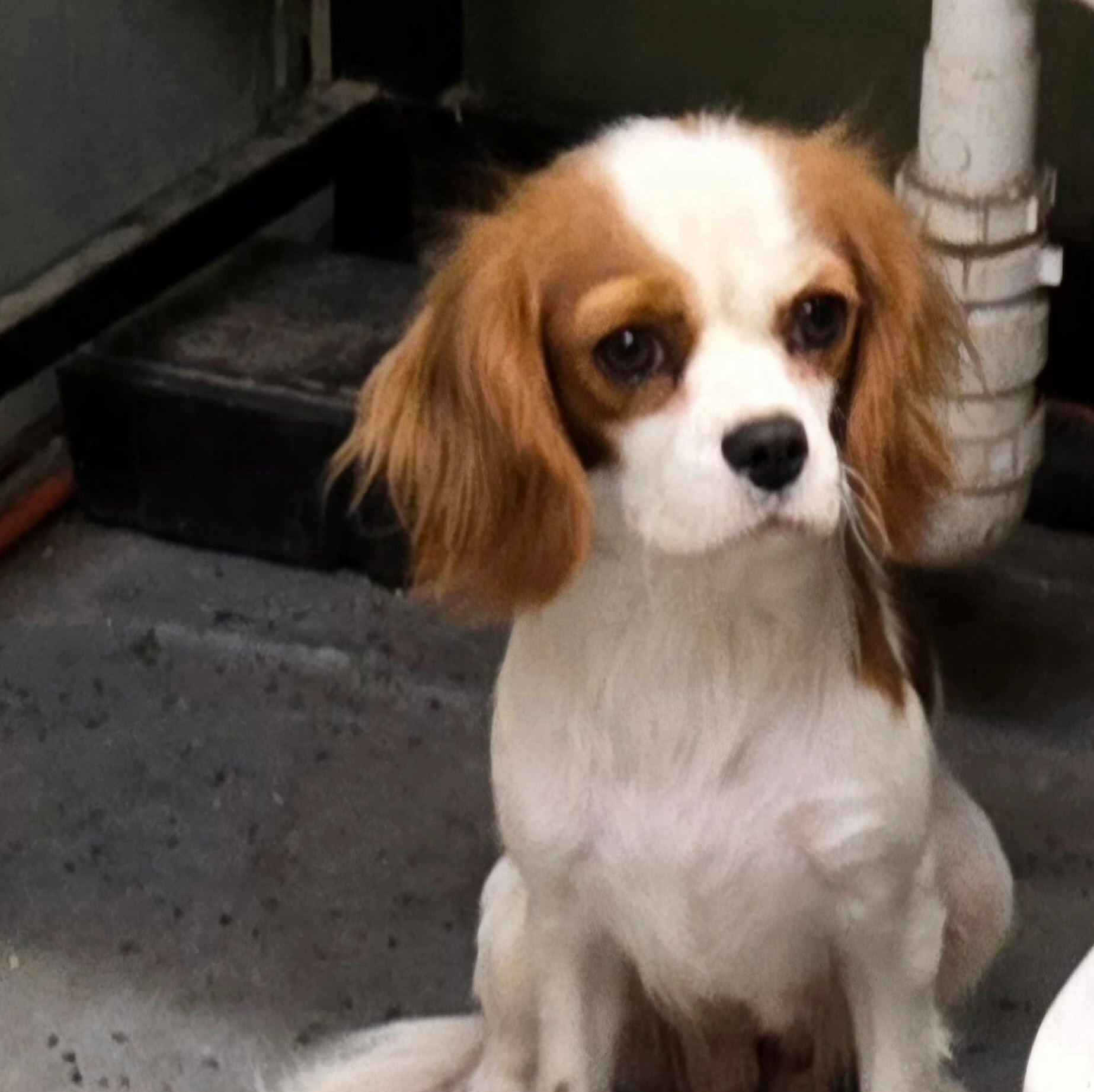 Blenheim Cavalier King Charles Spaniel close up