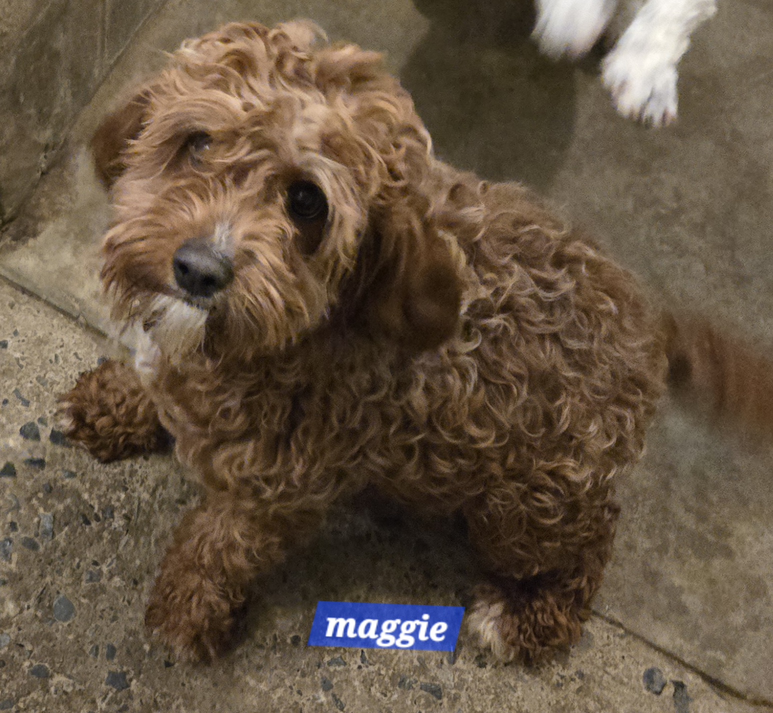 Cavapoo with curly coat