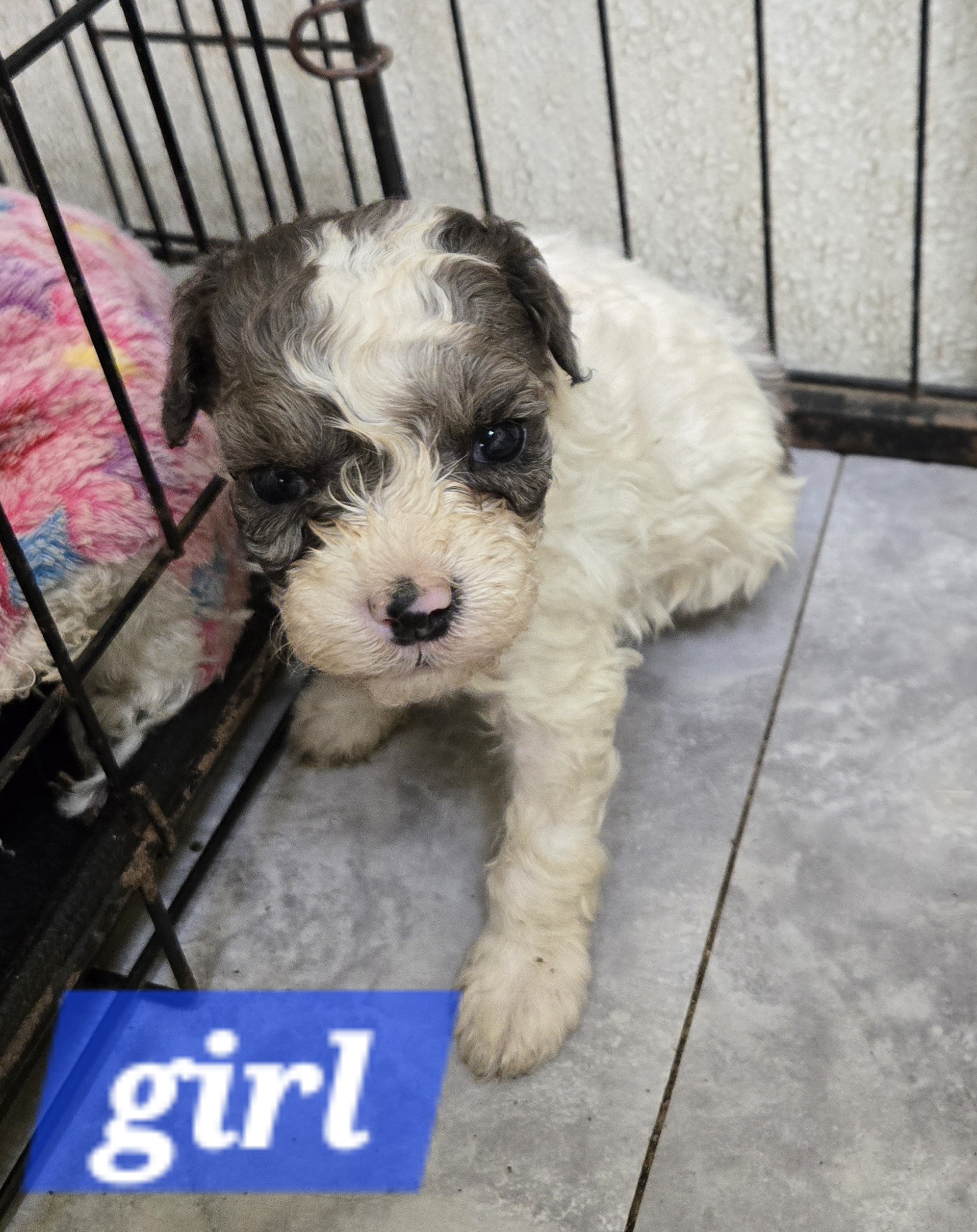 Cavapoo dog from Luvly Acres Cavaliers